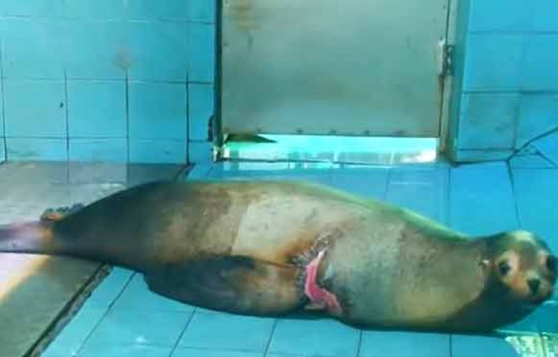 Sri Lanka&rsquo;s only sea lion beats Cancer