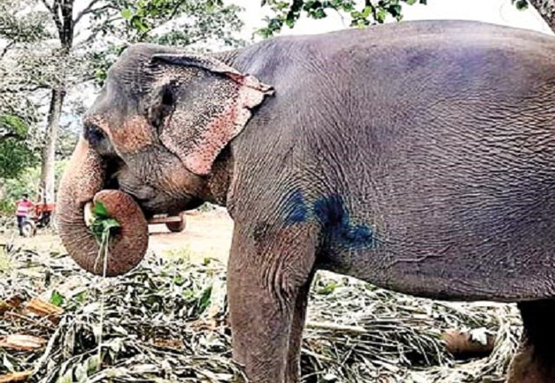 Elephant Sita injured by live cartridges