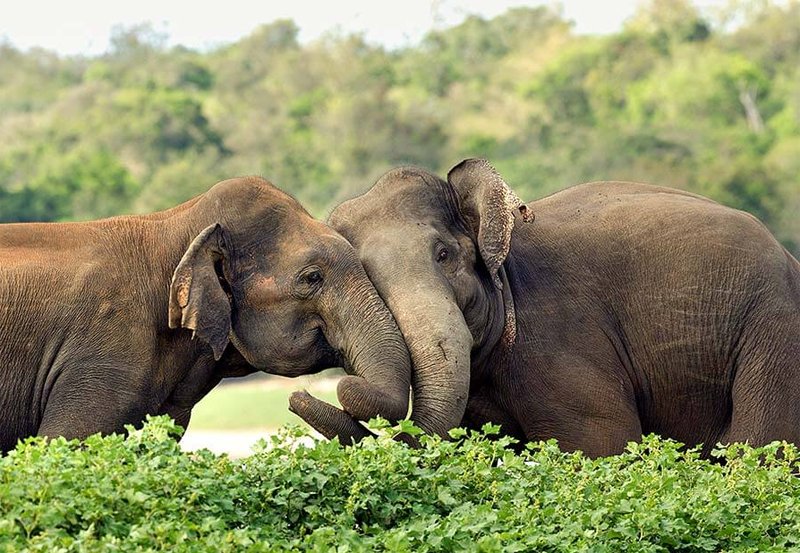 Wild elephants have spread in an area of 62% of SL