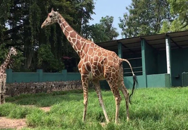 Giraffe's death at Dehiwala Zoo sparks concern