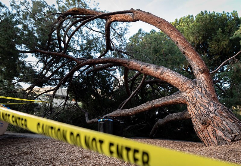 Tree fall kills child at Gampola School, 3 others injured