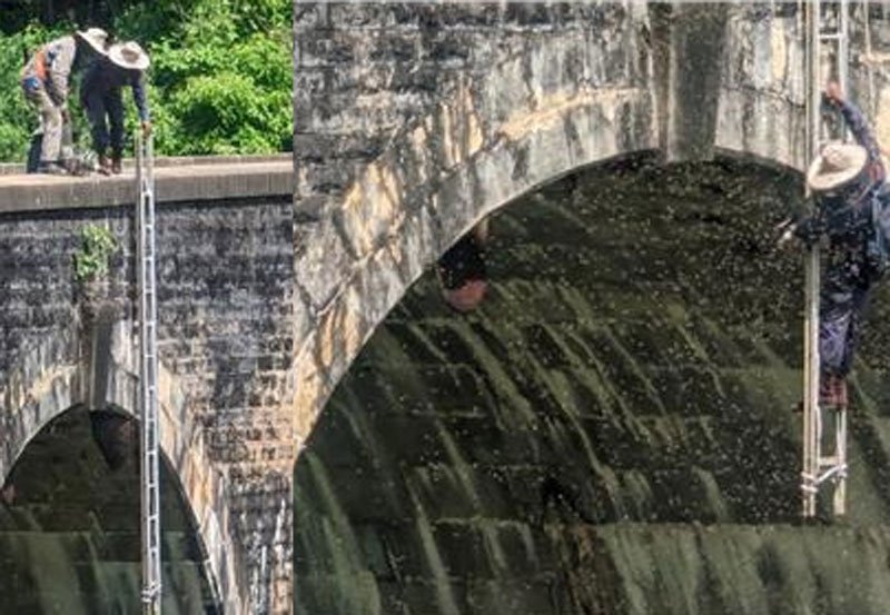  Wasp nests in Nine Arch Bridge removed