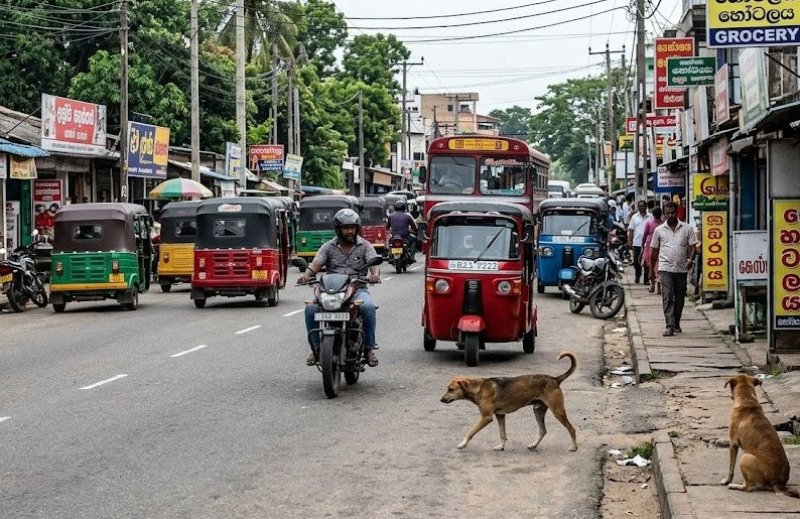 Dogs blamed for 30% of road accidents in Sri Lanka