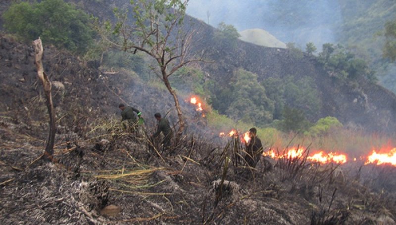 Fire Control Week Launched to Combat Rising Forest Fires