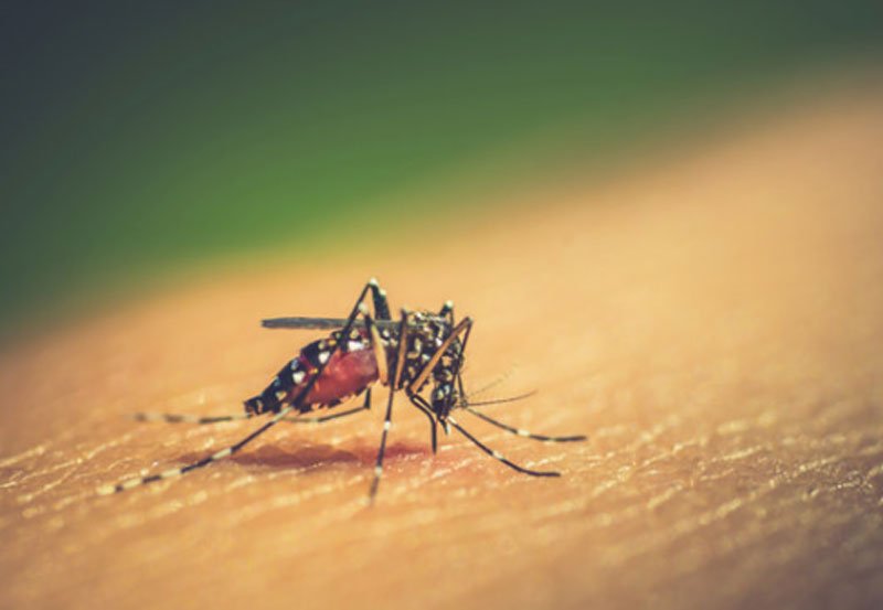 Dengue cases expected to surge as rainfall persists