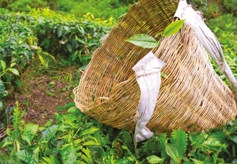 Cabinet nod to settle arrears in plantation sector