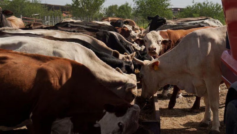 Tyson Foods to close major US beef plant as cattle supplies 