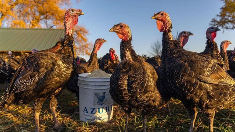 Indian scientists predict how bird flu could spread to human