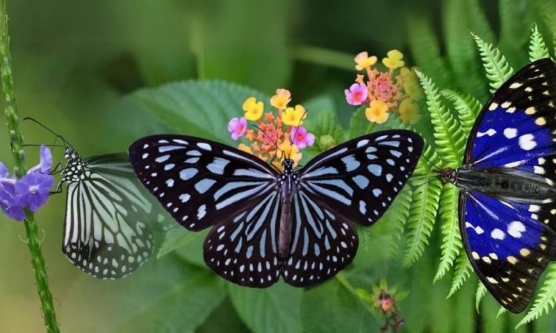 Italian Arrested for Attempted Smuggling of Endemic Insects