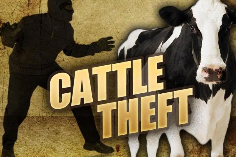 Police launch special program to combat cattle theft  