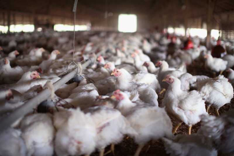 US resident infected with different strain of bird flue