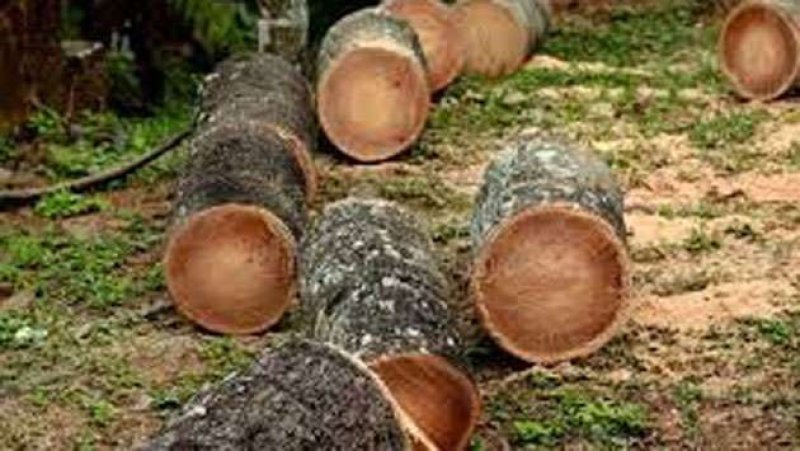 CCB raises compensation to combat Weligama Wilt in Matara