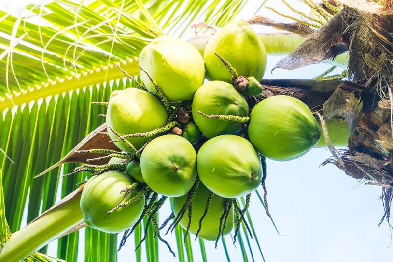 Govt to expand and modernize the coconut farming industry 