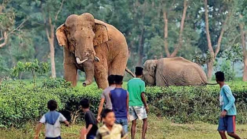 Govt allocates funds and resources to strengthen wildlife
