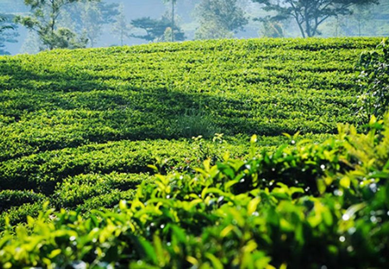 Tea production in Sri Lanka declines by 3.2% in November