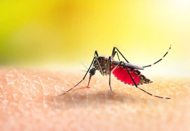Sri Lanka launches special Dengue prevention week 