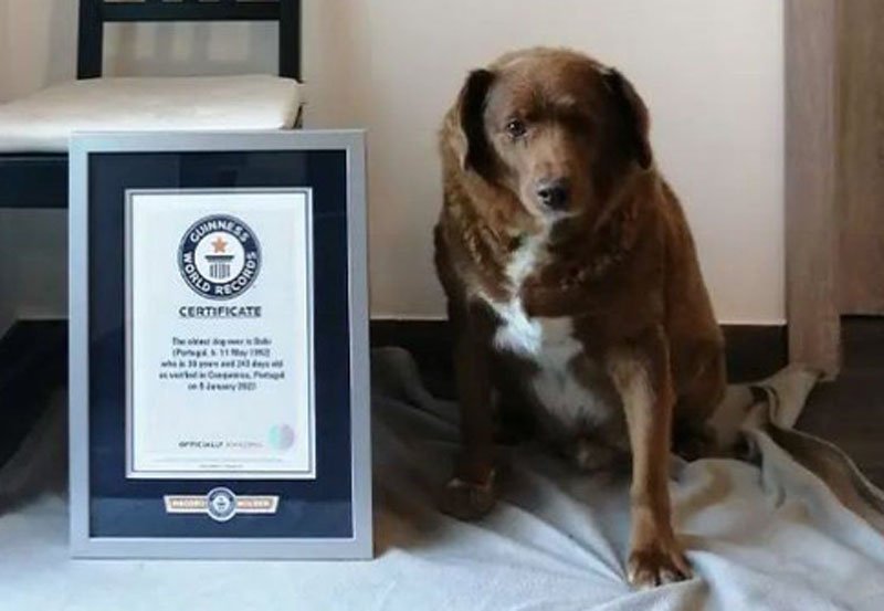 World&rsquo;s oldest dog ever, Bobi, dies aged 31