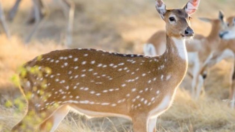 Protected animal meat seized from Embilipitiya restaurant