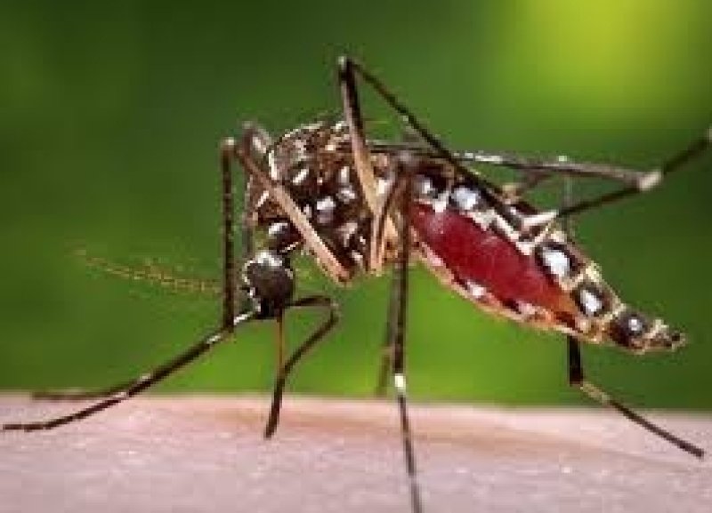 Special Dengue Control Programs in Flood-Affected Areas