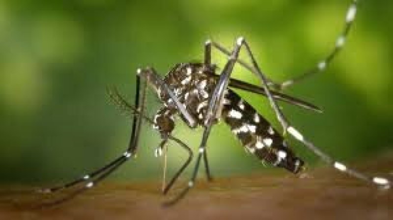 Dengue Cases in Sri Lanka Exceed 38,000 in 2024