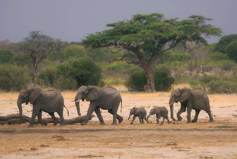 Zimbabwe &amp; Namibia to kill elephants to feed people