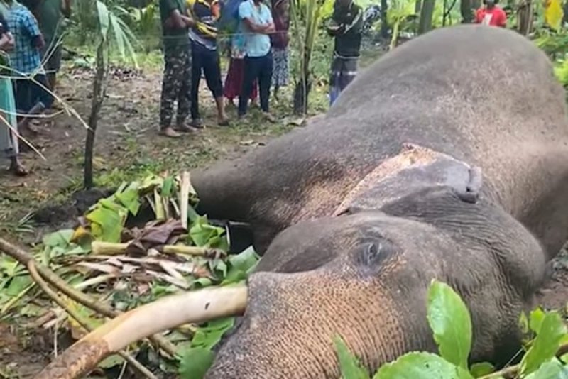 Iconic Tusker 'Deegadanthu 1' Electrocuted in Hinguruwewa