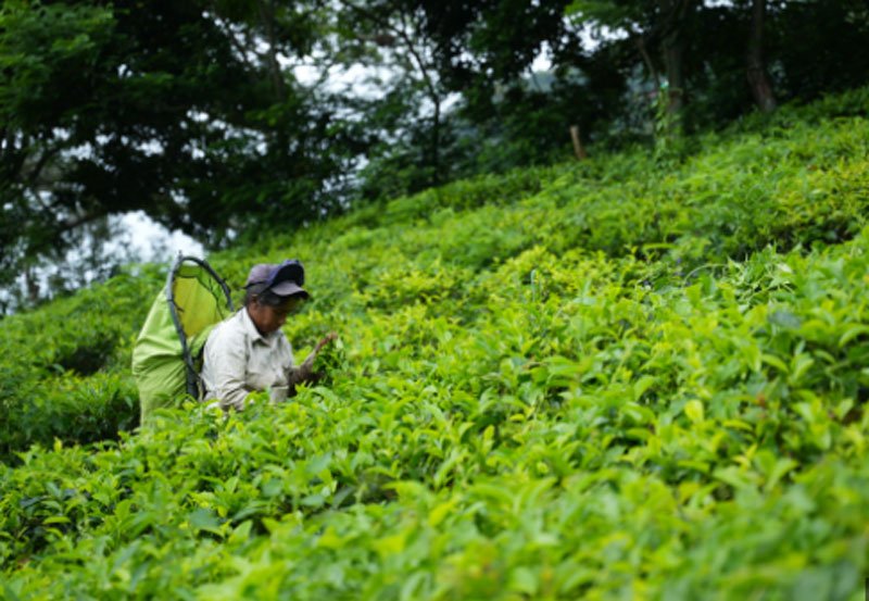 Boost for tea cultivation as fertilizer prices slashed