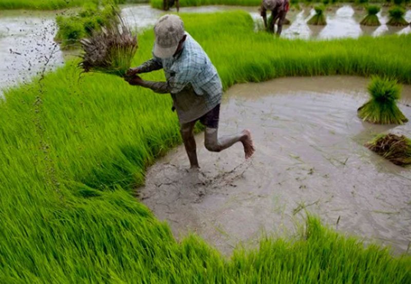 Govt to deposit cash to farmers bank Acs for fertiliser