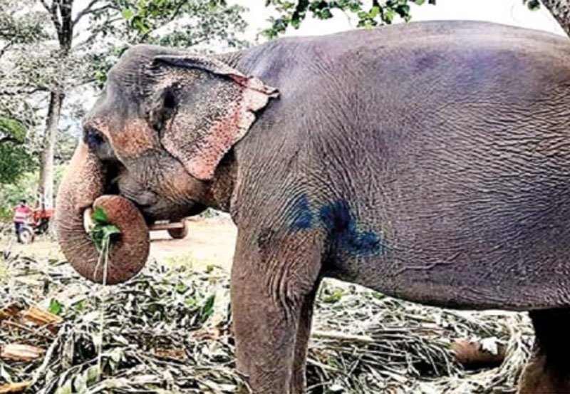 Injured elephant 'Seetha' transported to owner's residence 