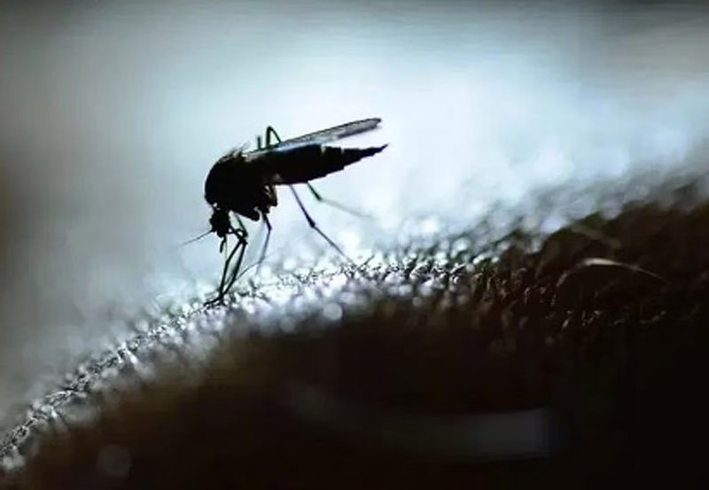First-ever pill against dengue tested on humans