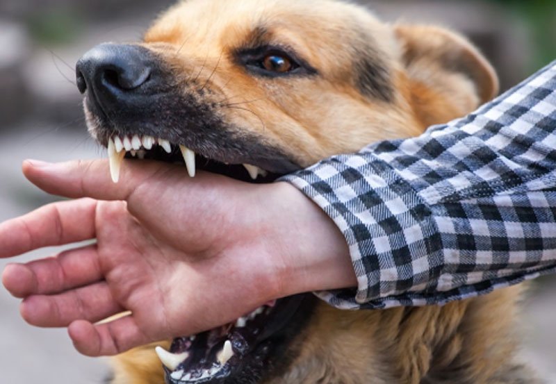 Warning issued on rabies amid heatwave