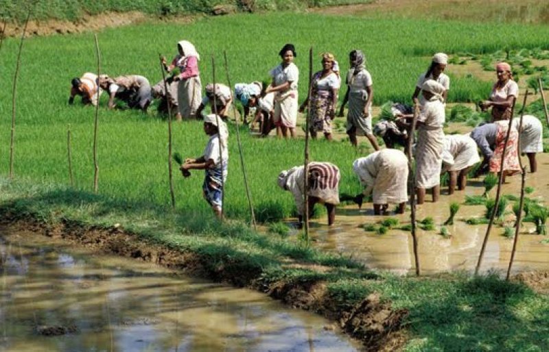  Fertilizer Subsidy Distribution Progressing Successfully
