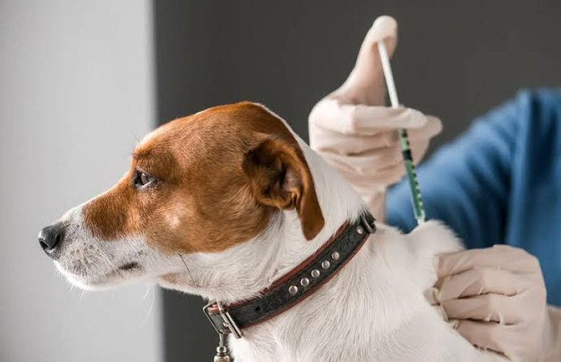 GMOA calls for amendments to proposed dog vaccination bill