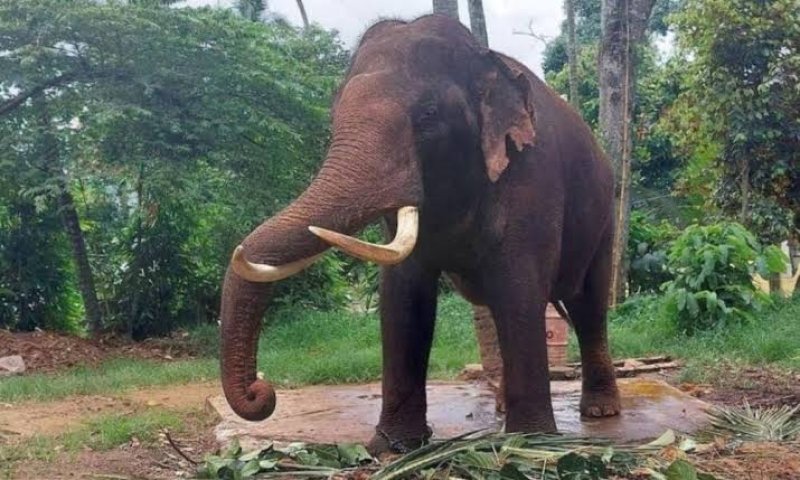 Sri Lanka appoints veterinary committee to examine elephants