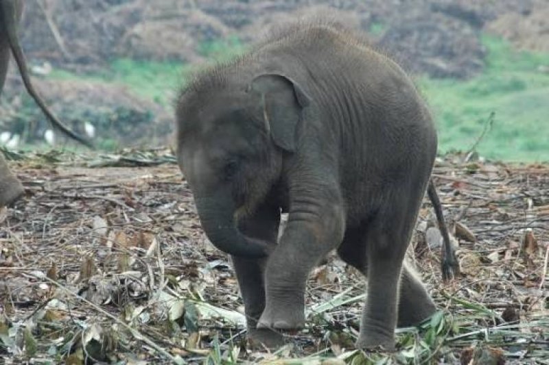 Calf found injured by gunshot in Anuradhapura