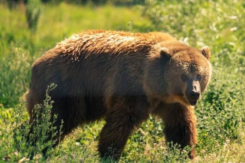 Grizzly attacks school children and teachers injuring 11
