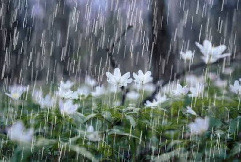 Showers or thundershowers may occur at some districts