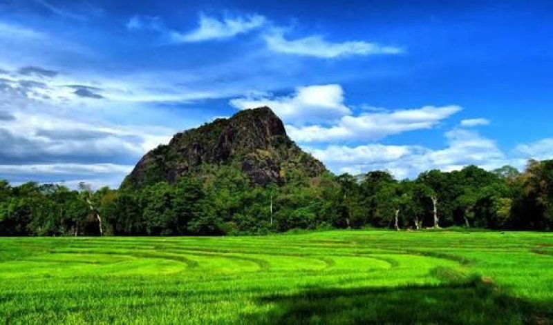 Nilgala forest declared a reserve under &ldquo;Vanaspathi&rdquo; prog