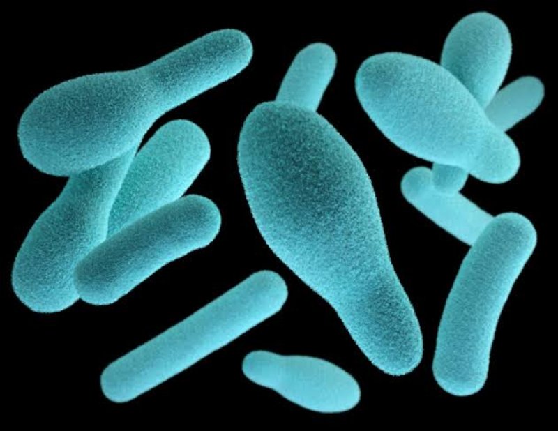 Health warning issued over rising Leptospirosis threat