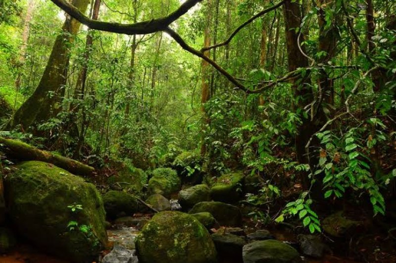 20 More Forests to Be Gazetted as Reserves Tomorrow (25)
