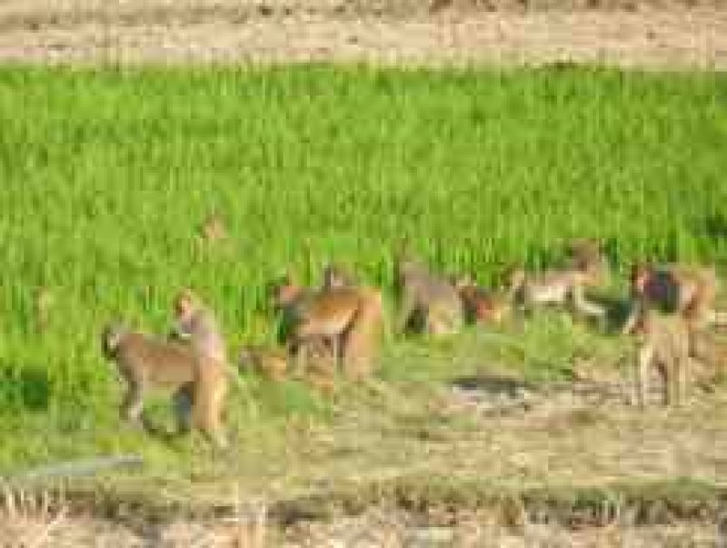 Census on Wildlife Causing Damage to Agricultural Crops