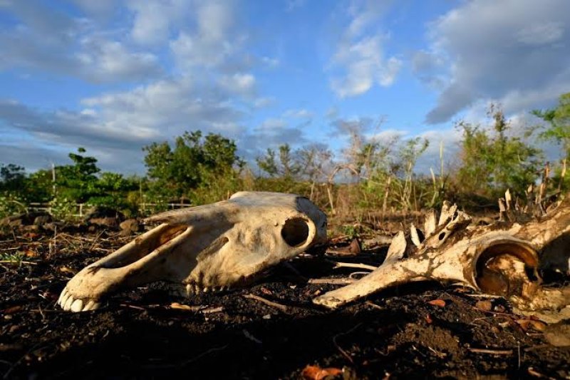 'Super' El Ni&ntilde;o could cause 451,000 excess deaths, researchers say
