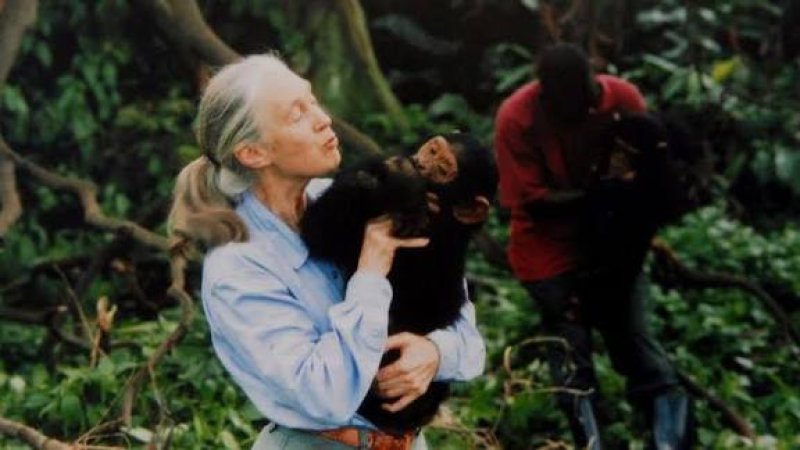 Tributes after chimpanzee expert Jane Goodall dies age 91