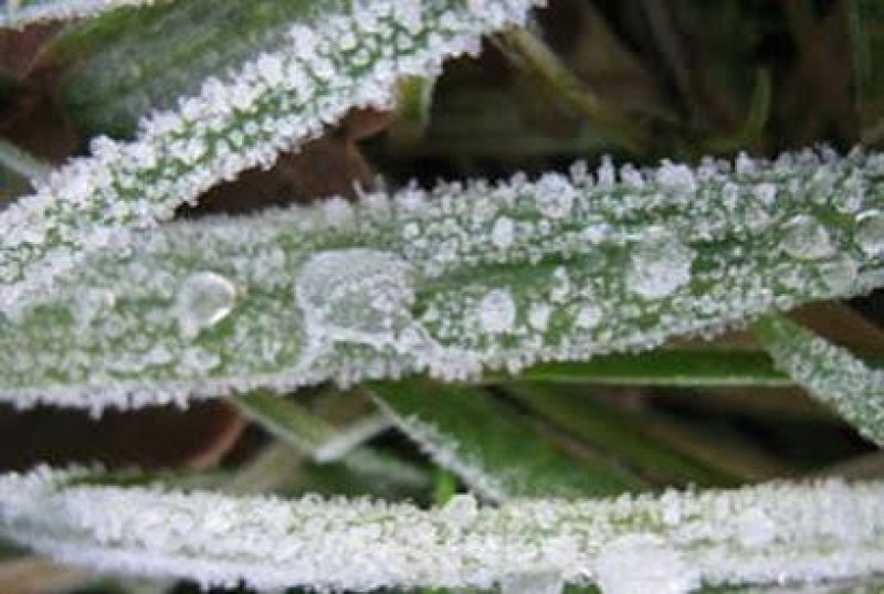 Nuwara Eliya - SriLanka records lowest temperature of 11.5&deg;C