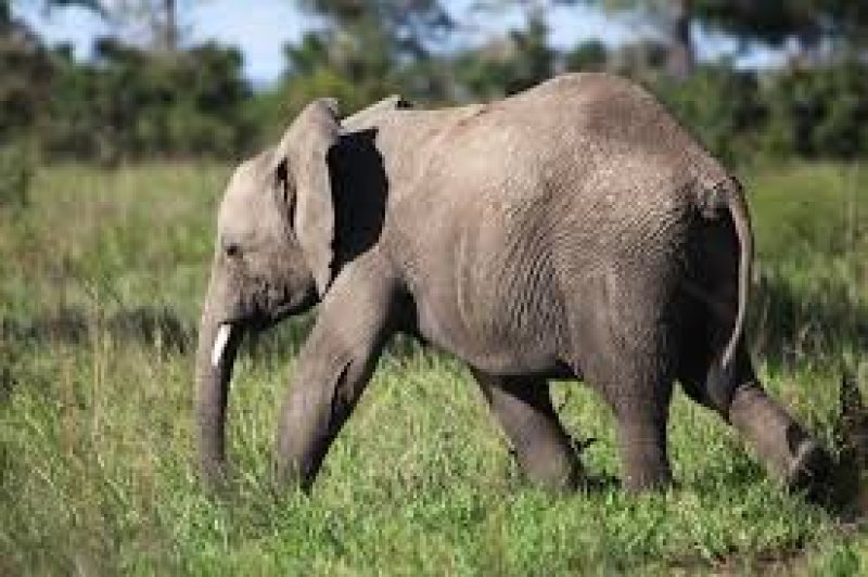 Tourist killed by jumbo in Potuwil