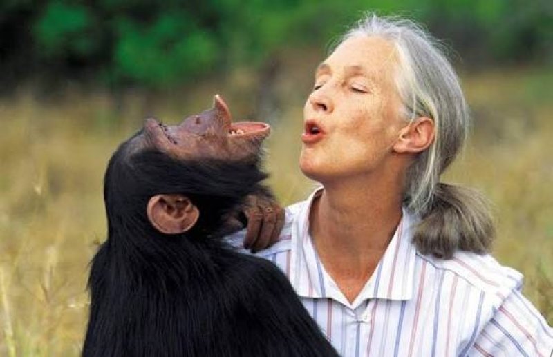 World-leading expert on chimpanzees, Dame Jane Goodall dies