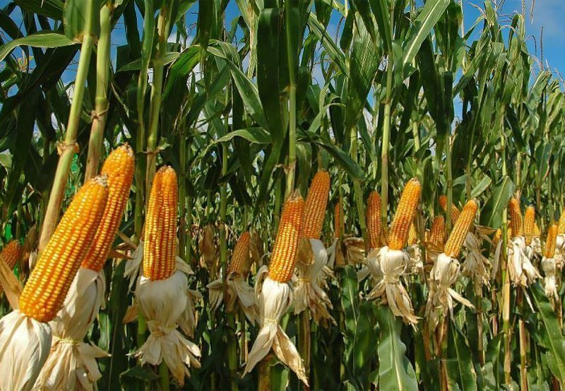 Rs.04 billion allocated for maize cultivation 