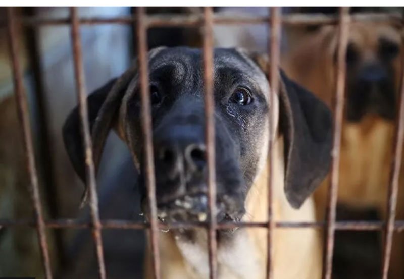 South Korea passes law banning dog meat trade