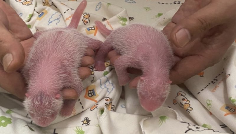  World 19-year-old giant panda gives birth to twins