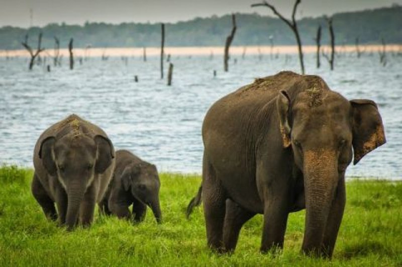 Ongoing Operation underway to Drive Away Wild Elephants
